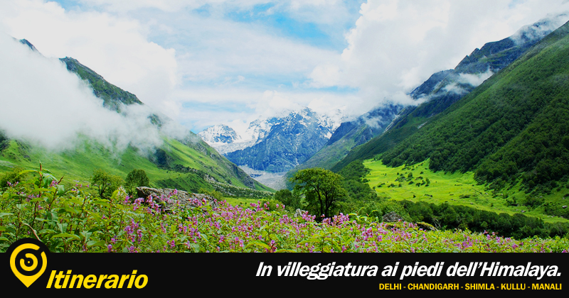 paesaggio montano, con prato fiorito di viola in primo piano e le montagne innevate sullo sfondo